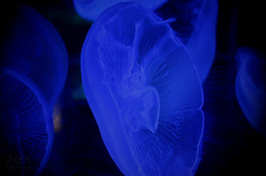 Jelly fish