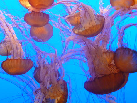 All the jellyfish! -4