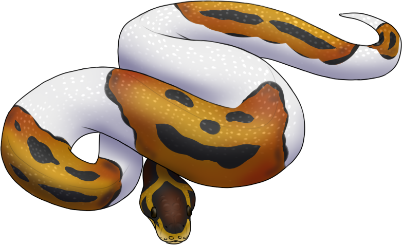 Pumpkin Pied Ball Python by Amarian-Archives on DeviantArt