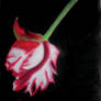 New Moon