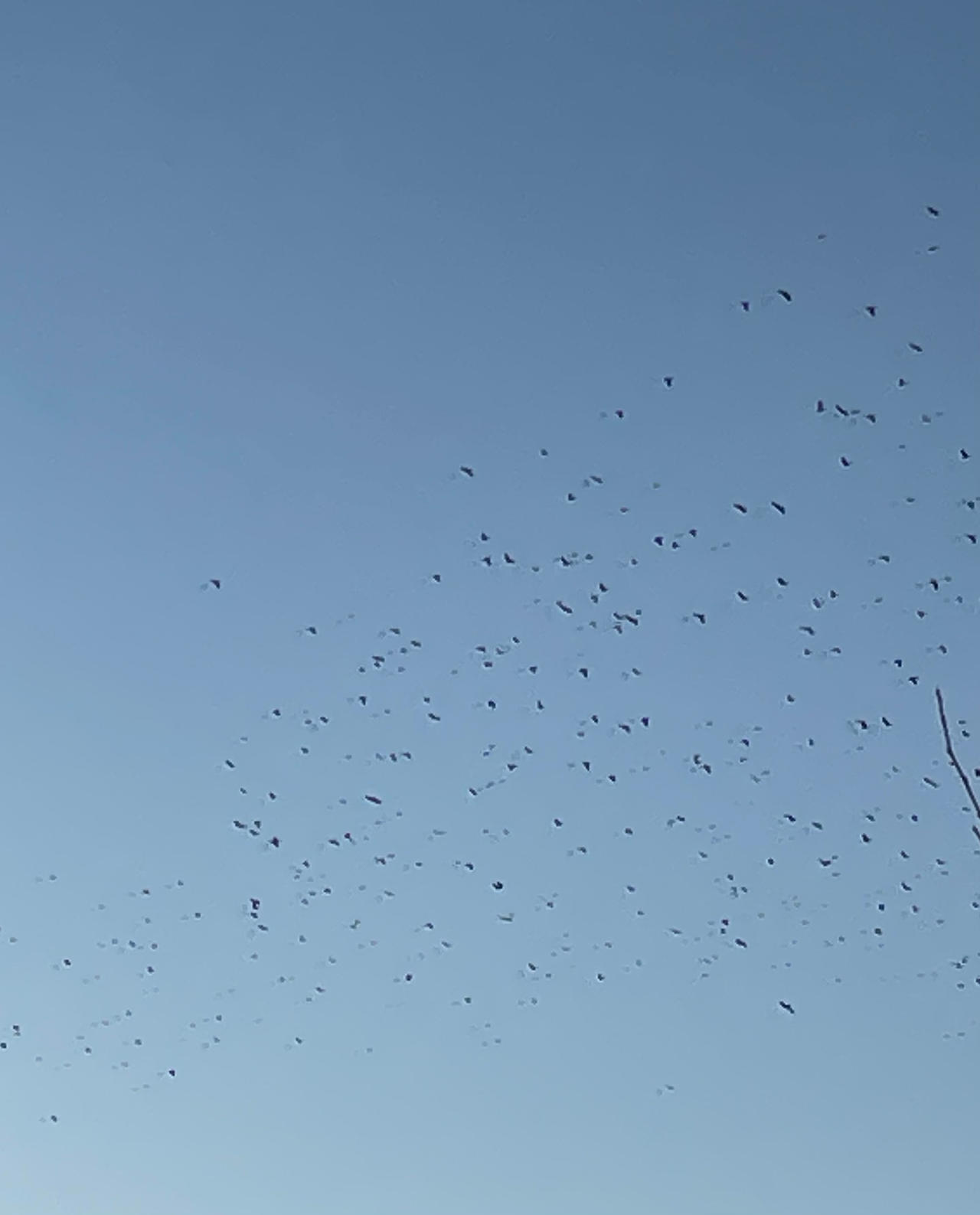 Migration by JuneChild111 on DeviantArt
