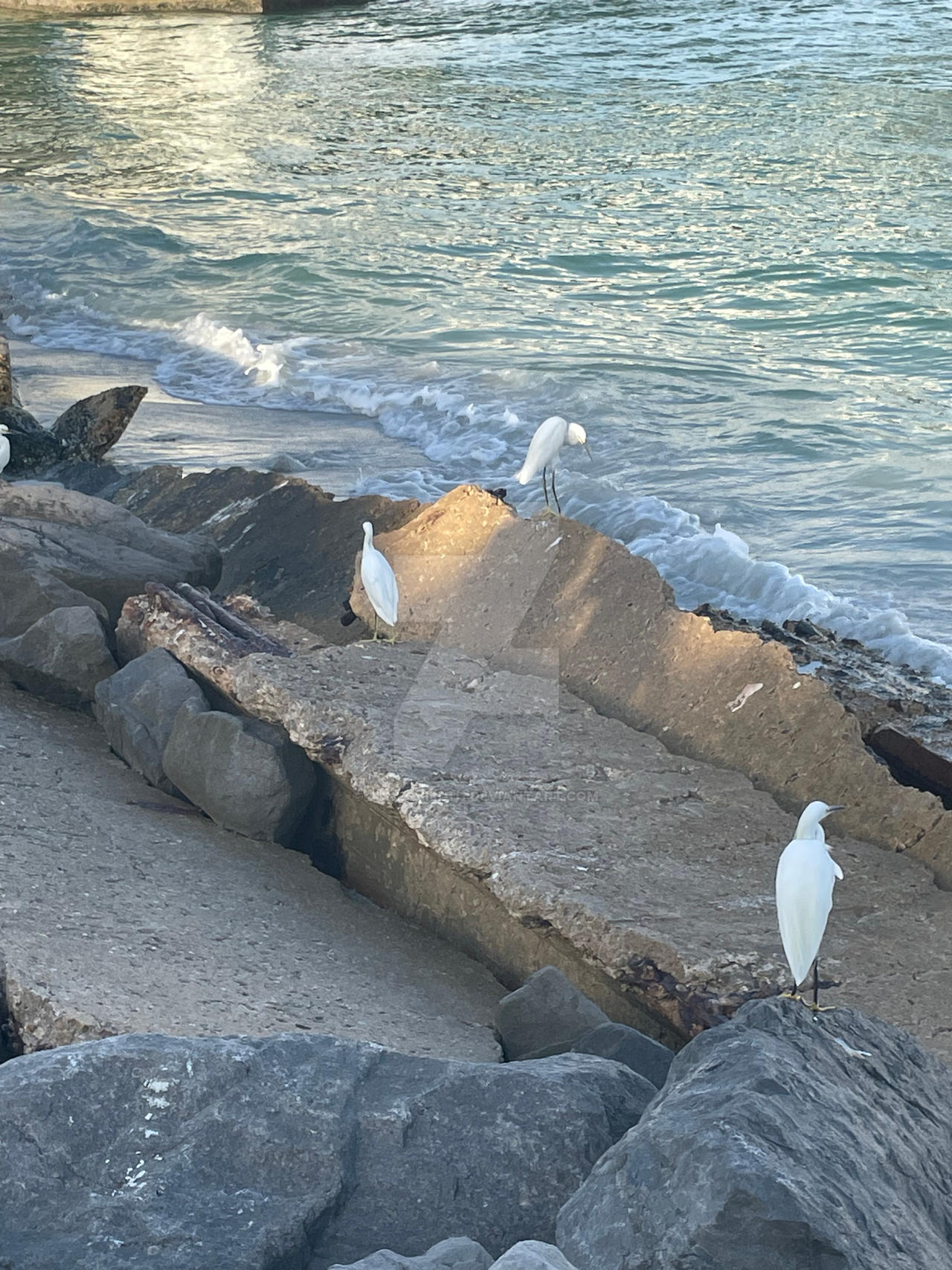 Rocks and Birds by JuneChild111 on DeviantArt