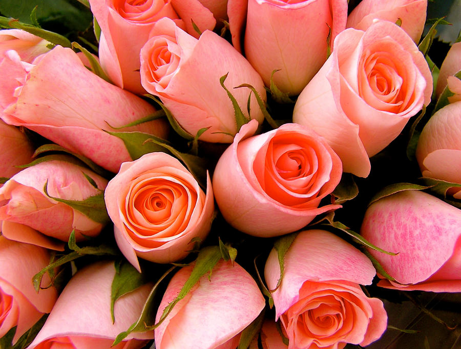 Pink Sweetheart Roses