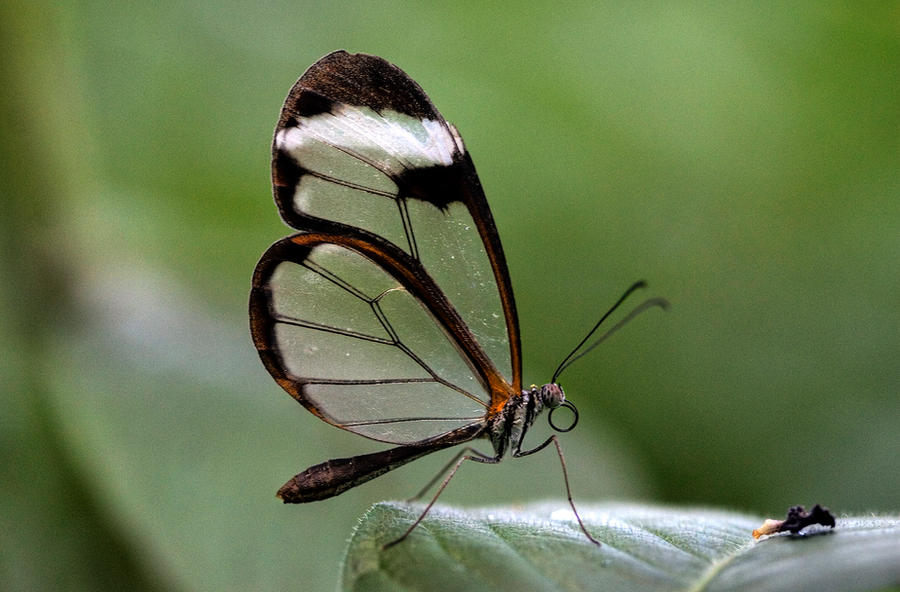 Glasswing Butterfly