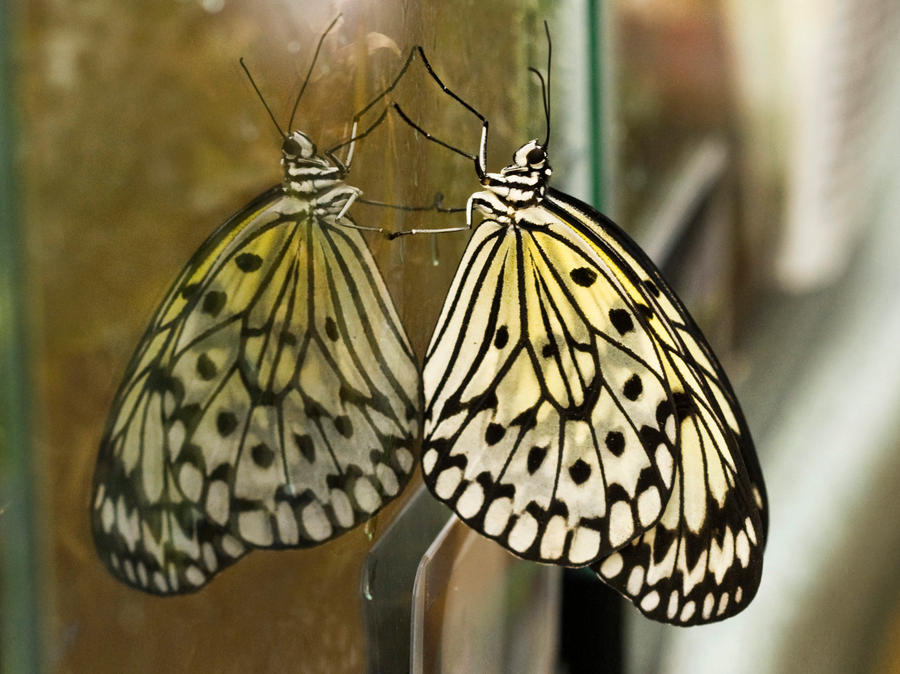 Butterfly Reflected