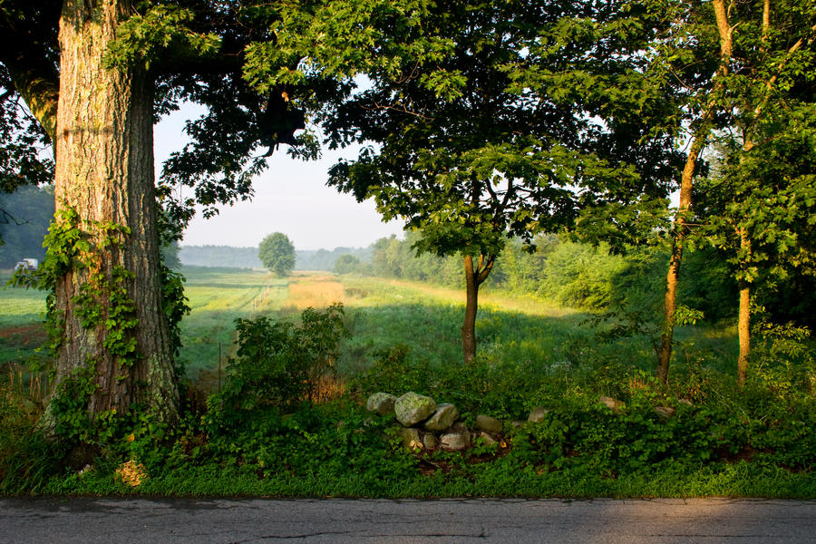 Summer Morning