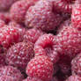 Late Raspberries