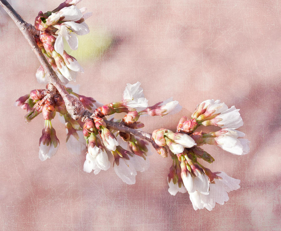 Weeping Cherry