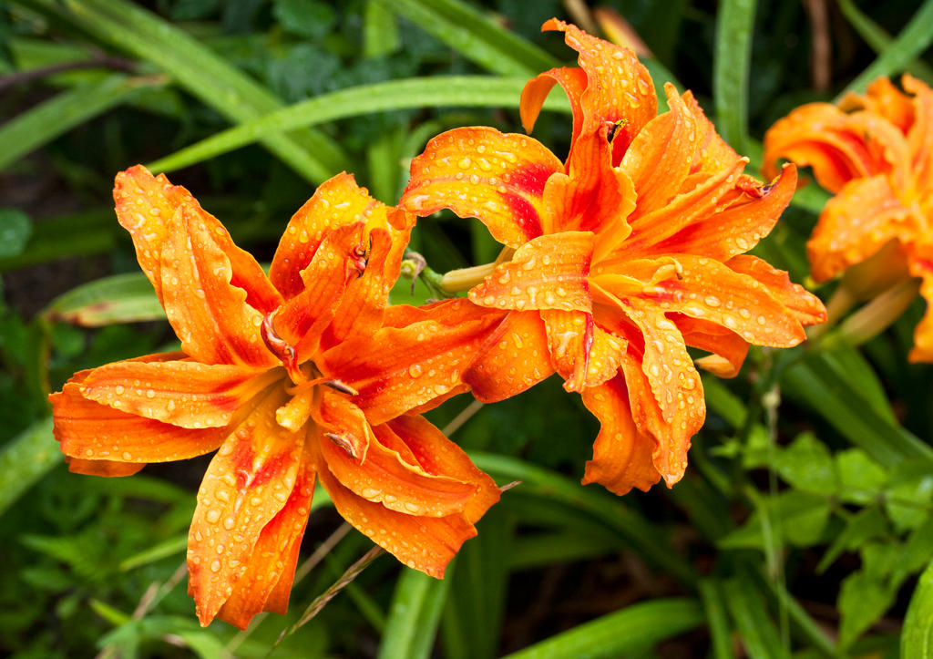 Lilies In The Rain