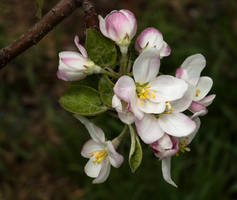 Apple Blossoms