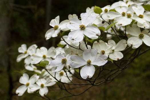 Dogwood Blossoms