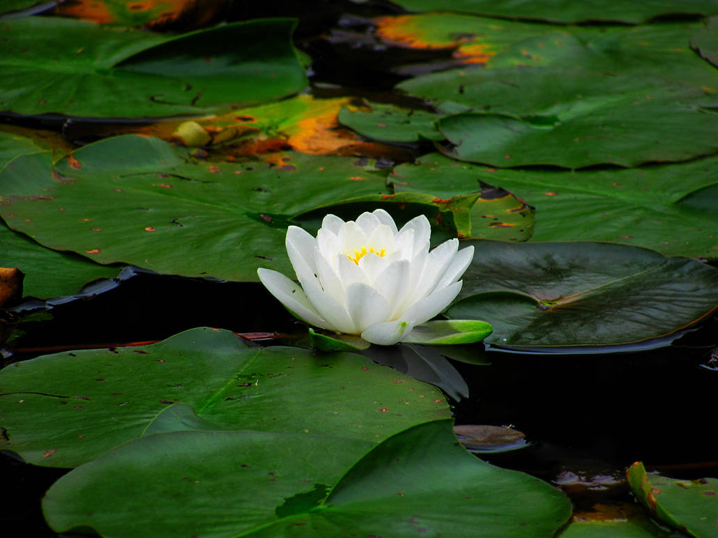 Montreal International Mosaicultures 2013 #26