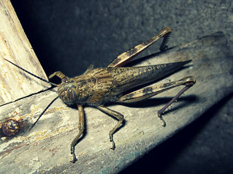 Grasshopper