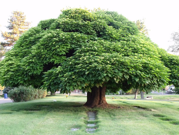 Short Treee Short Tree. by Furitti on DeviantArt