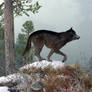 Winter Wolf