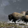 Bison Stampede