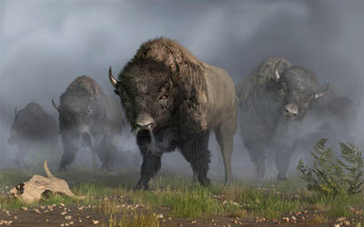 The Buffalo Vanguard by deskridge