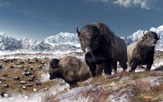 Bison Herd in Winter