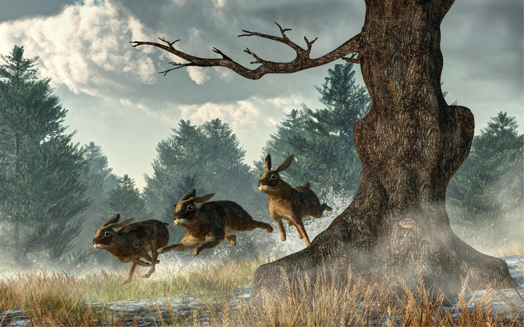 Big Rabbit Race Rabbit Race by deskridge on DeviantArt