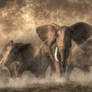 Elephant Stampede