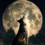 Howling Wolf