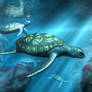 Sea Turtles
