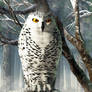 Snowy Owl