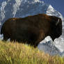 Rocky Mountain Buffalo