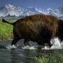 Bison Crossing A River