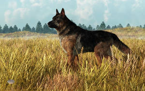 German Shepherd