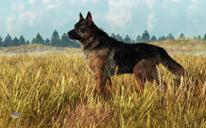 German Shepherd
