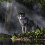 Spirit of the Forest