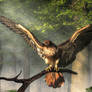 Red Tailed Hawk