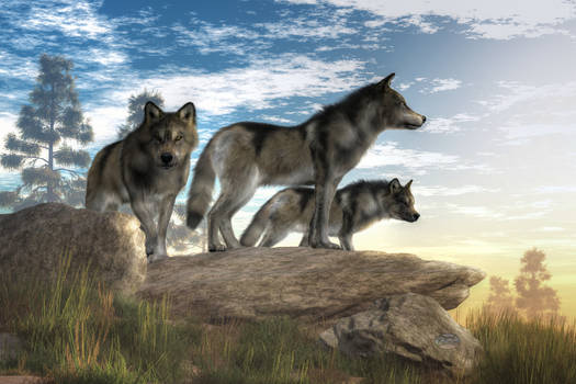 Explore the Best Wolves Art | DeviantArt