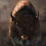 Portrait of a Buffalo