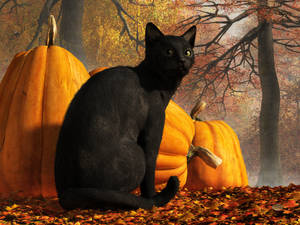 Black Cat At Halloween by deskridge