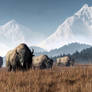 Buffalo Grazing