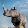 Rhino