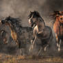 American Paint Horses