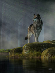 Timber Wolf by deskridge