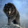 Dire Wolf