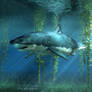 Great White Shark in the Seaweed