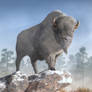 White Buffalo In Winter