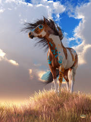 Indian Pony