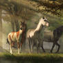 Three Wild Horses in the Forest