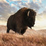 Bison on the Sea of Grass