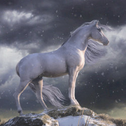 In Motion #1: A White Horse in Winter