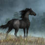 Friesian Horse and Approaching Storm