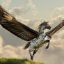 Appaloosa Pegasus