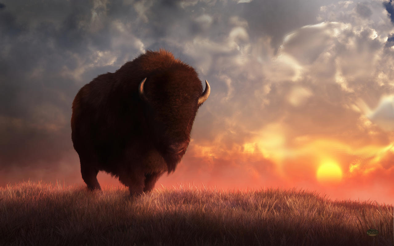 Bison Deviantart Bison Sunset by deskridge on DeviantArt